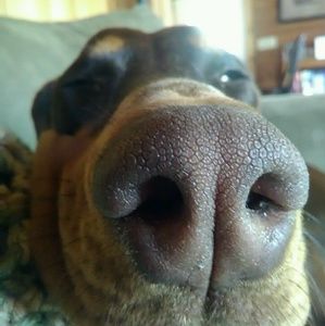 Meet your Posher, Calah